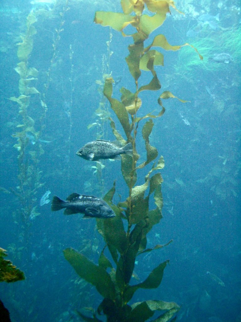 Underwater shot of a tall algae plant with two fish swimming by